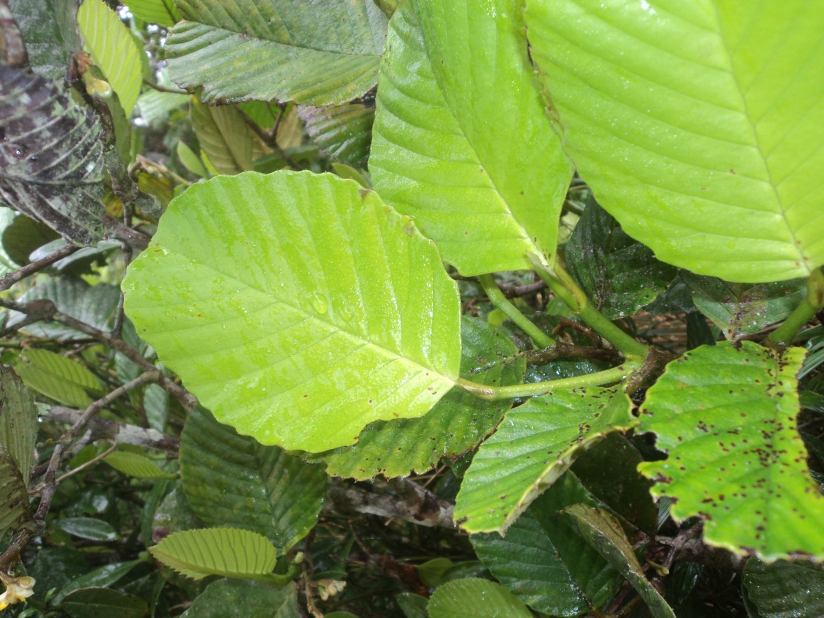 Schumacheria alnifolia Hook.f. & Thomson